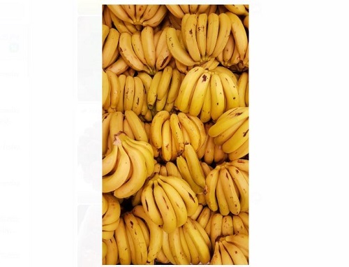 Packaging Size 55 Kg Cultivation Type Common Fresh And Healthy Bananas