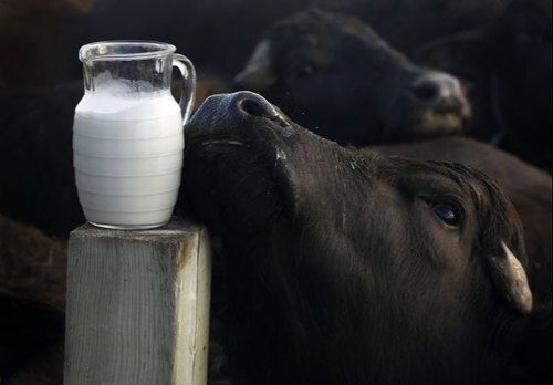 1Liter Weight Fresh And Pure Raw White Buffalo Organic Milk Age Group: Old-Aged