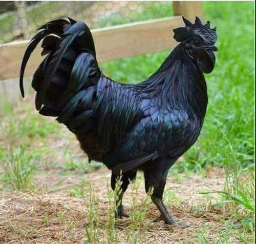 4 Month Old Black Male Kadaknath Chicken For Poultry Farm