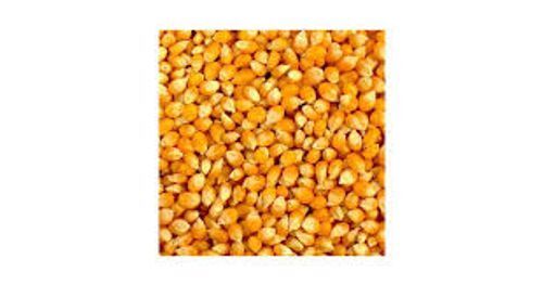 A Grade Indian Origin Naturally Grown 100% Pure Natural Dried Yellow Corn