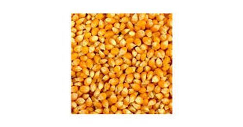 Common A Grade Indian Origin Naturally Grown 100% Pure Natural Dried Yellow Corn