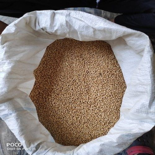 Healthy Natural Soft Protein Rich Fresh Golden Brown Organic Wheat Grain