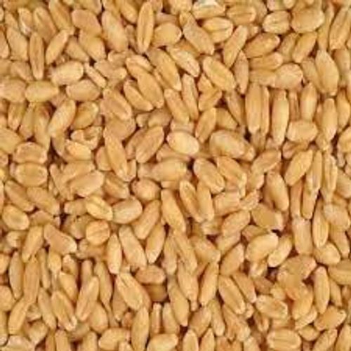 Hygienically Packed Bright Yellow Indian Organically Cultivated Wheat, Pack Of 1 Kg.