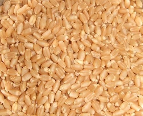 Common Hygienically Processed And Chemical Free Healthy Brown Wheat Seed