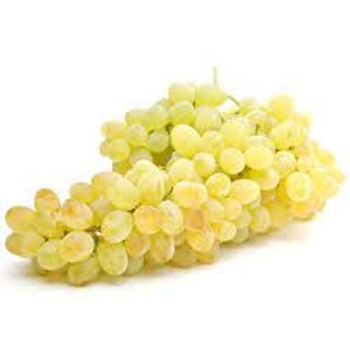 Juicy And Sharp Crisp Texture Premium-Quality Natural Hand-Picked Sweet Fresh Grapes