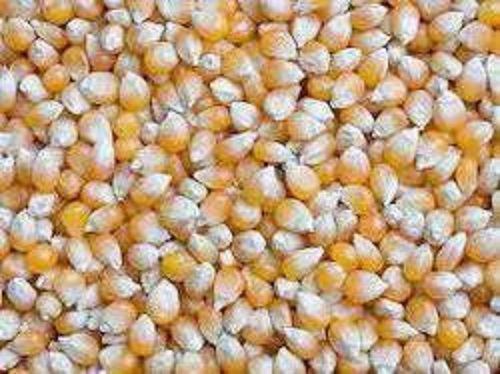 Common Natural High In Fiber And Chemical Free Healthy Yellow Corn Seed