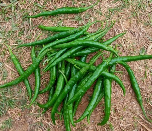 Fresh Natural Enriched In Iron Vitamins And Potassium Healthy Green Chillies 