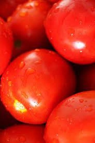 100% Pure Naturally Grown Healthy Indian Origin Round Shape Red Farm Fresh Tomato 