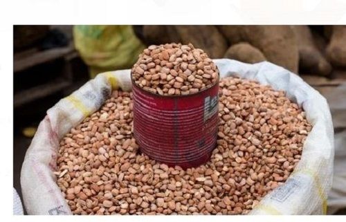 Common Cultivation Type 100%Pure And Natural Light Red Color Moringa Seeds  Grade: Food