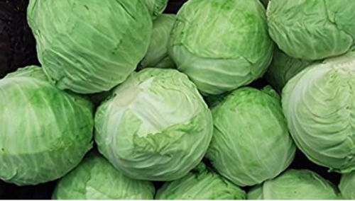 Pack Of 25 Kilogram Fresh And Natural Round Shaped Light Green Cabbage