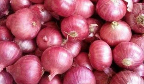 Pack Of 25 Kilogram Round Shaped 10 To 20% Moisture Fresh Red Onion 