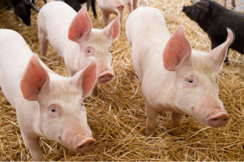 13 Year Age 200 Kilogram Danish Landrace Breed Farm Male Pink Pig 