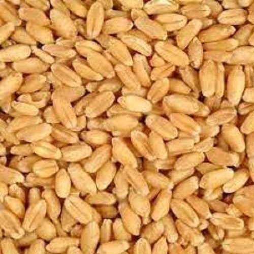 Gluten Free Hygienically Processed Chemical Free Healthy And Natural Wheat Grains Admixture (%): 0.7% To 6%