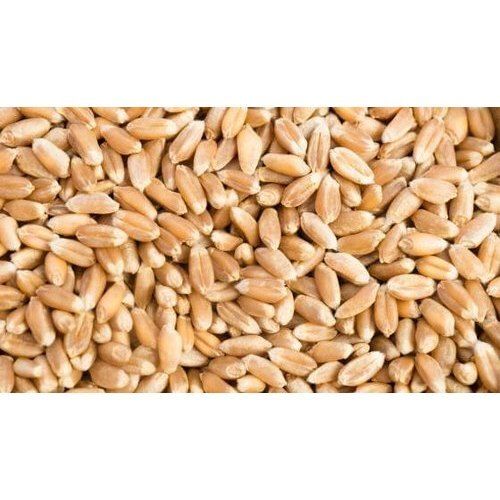 Organically Nurtured Golden Yellow Indian Sun Dried Whole Wheat, Pack Of 1 Kg.