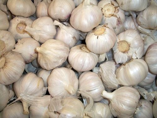 Pack Of 1 Kg 100% Pure Fresh And Natural White Fresh Garlic  Moisture (%): 0.06