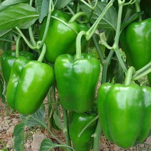 Pack Of 1 Kg 100% Pure Fresh And Natural Organic Green Capsicum  Moisture (%): 43.19%