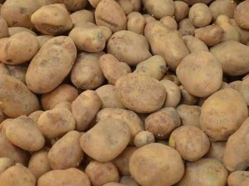 Packaging 1 Kg 100% Pure Fresh And Natural Organic 0.1 Gram Fat Brown Potato Moisture (%): 63 %