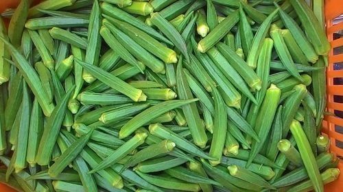 Pack Of 1 Kg 100% Pure Fresh Ang Natural Premium Quality Green Okra  Moisture (%): 88%