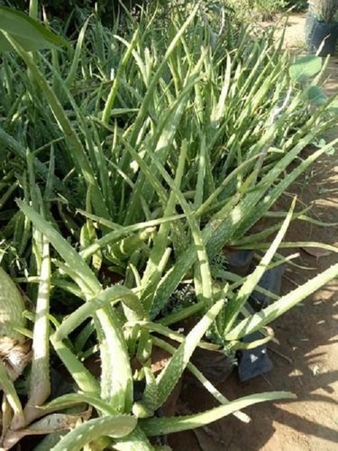 Aloe Vera Plant - Indoor Gardening Variety for Home Cultivation, Low Maintenance & Air-Purifying Qualities, Versatile Skincare Gel Enhancer