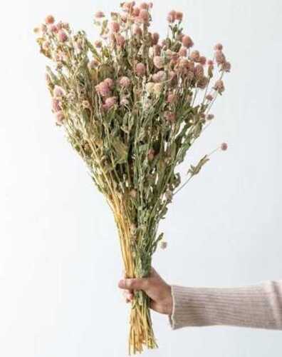 Natural Dried Flowers at Best Price in Kolkata