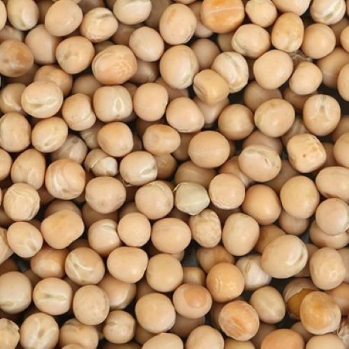 Excellent Harvesting Sources Of Protein Dietary Fiber Mineral Nutrients Matar Seed
