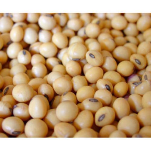 Good Source Of Carbohydrates And Fat And High Protein Soybean Seeds Ash %: 30.78