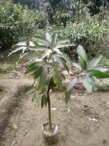 Well Growth And Full Sun Exposure 3-4 Feet Mango Plant For Residential Uses