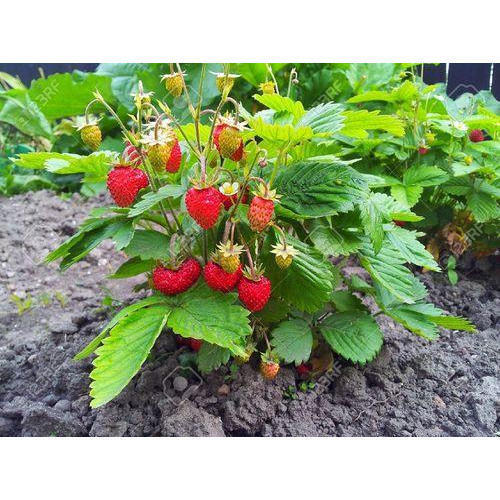 Strawberry Plants