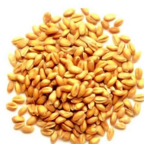 Treatment Of The Cultivation Wheat See Cereal Farming For The Wheat Grain See Cereal Agro Wheat Seed