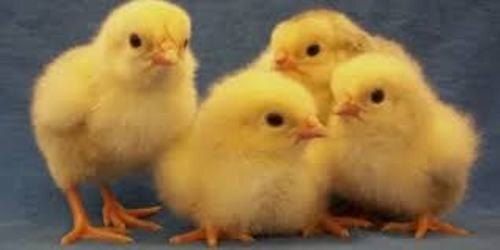 Yellow  White Cockel Chicks Healthy Live Country Chicken.