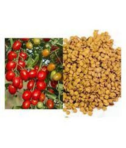 Cereal Farming 1 Kg Natural Hybrid Dried Tomato Seeds For Glossy And Juicy Tomatoes