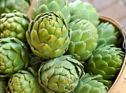 Healthy Indian Origin Naturally Grown Antioxidants And Vitamins Enriched Farm Fresh Green Artichoke