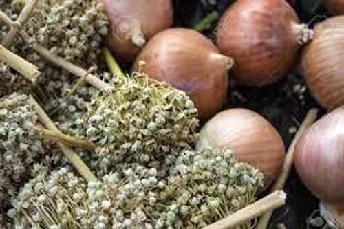 Red Onion Seeds