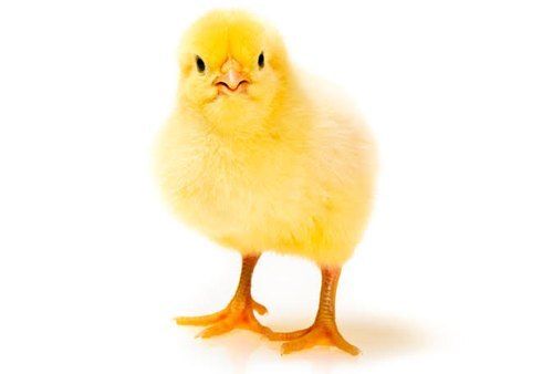 Yellow White Poultry Farm Chicks Origin Healthy Live Country Chicken.