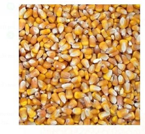 Pack Of 50 Kilogram Dried Admixture High In Protein Natural Yellow Maize 