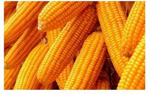 Pack Of 50 Kilogram High In Protein Hybrid Yellow Maize Seeds