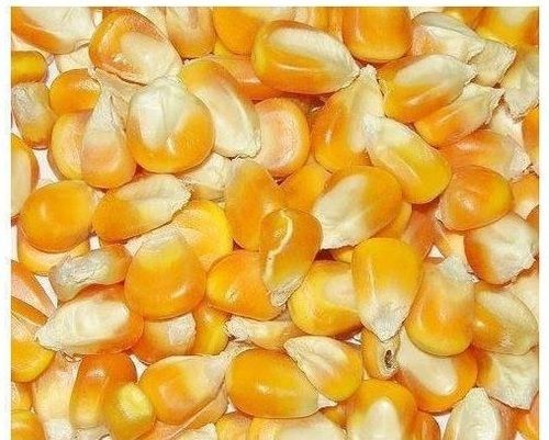 Pack Of 50 Kilogram High In Protein Natural Yellow Raw Maize 