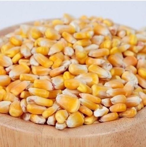 Pack Of 50 Kilogram High In Protein Natural Yellow Raw Maize Grain 