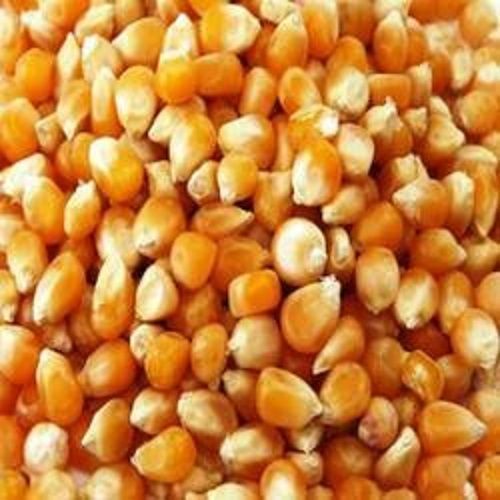 1 Kilogram Food Grade Dried Golden Color Whole Maize Seed