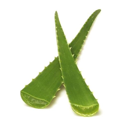 Fresh Natural Grown Green Aloe Vera Leaf For Health And Skin Care