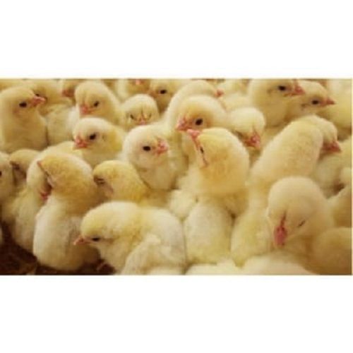 Healthy And Active Fluffy Disease Free Poultry Yellow Farm Baby Chicks 