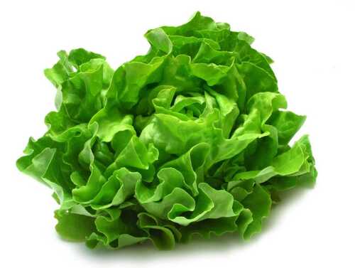 Natural And Organic Green Fresh Lettuce Used In Salad