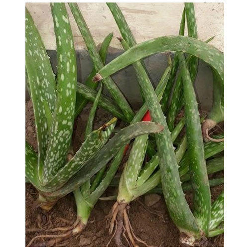 Naturally Well Grown Green Herbal Aloe Vera Leaf For Beauty Shelf Life: 1-2 Days