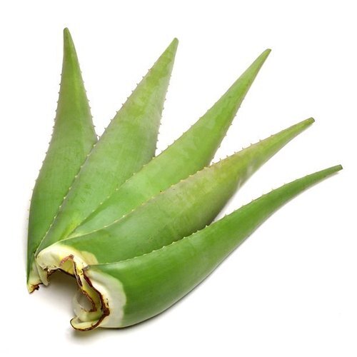 Pure And Fresh Naturally Grown Highly Effective Green Aloe Vera Leaf
