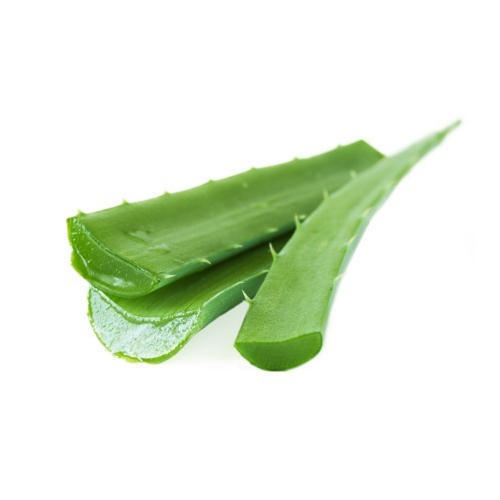 Well Watered Highly Effective And Fresh Naturally Grown Aloe Vera Leaf