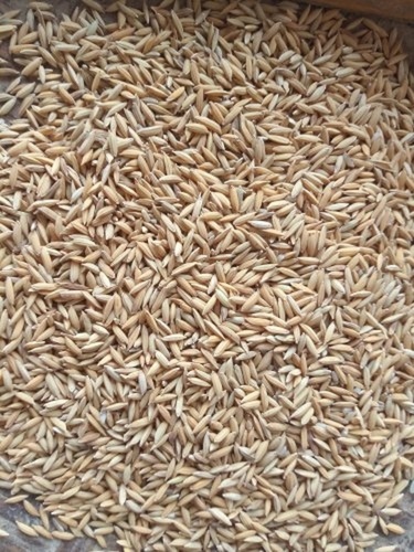 100% Rich Fiber And Vitamins Healthy Tasty Naturally Grown Brown Paddy Rice - Medium Grain, Brown Color, 1% Broken, Sunlight Dried, 1 Year Shelf Life, 100% Purity