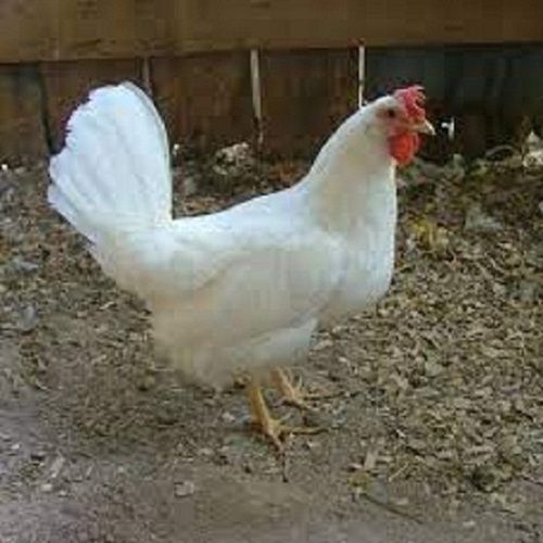 Premium Grade 100% Pure Natural White Fresh And Healthy Broiler Chicken  Grade: A