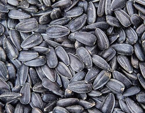 Natural And Fresh No Added Preservative Black Dried Sunflower Seed