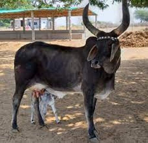Premium Grade 100% Pure Natural Black And Healthy Kankrej Cow 