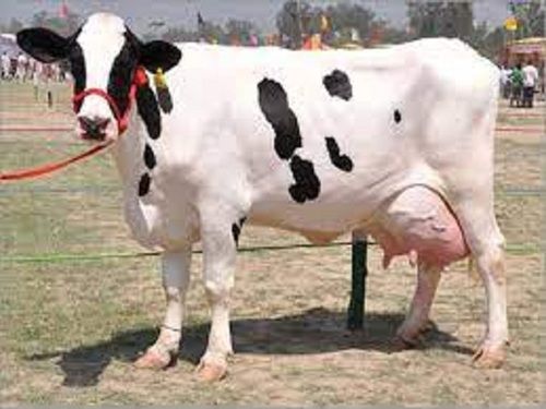 Premium Grade 100% Pure Natural White And Healthy Hf Cow 